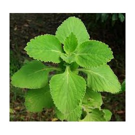 Forskolina 20% extrakt - Coleus forskohlii - 10g