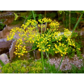 Kôpor voňavý semená - Anethum graveolens - 100g