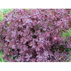 Škumpa vlasatá list - Cotinus coggygria - 50g sekaný